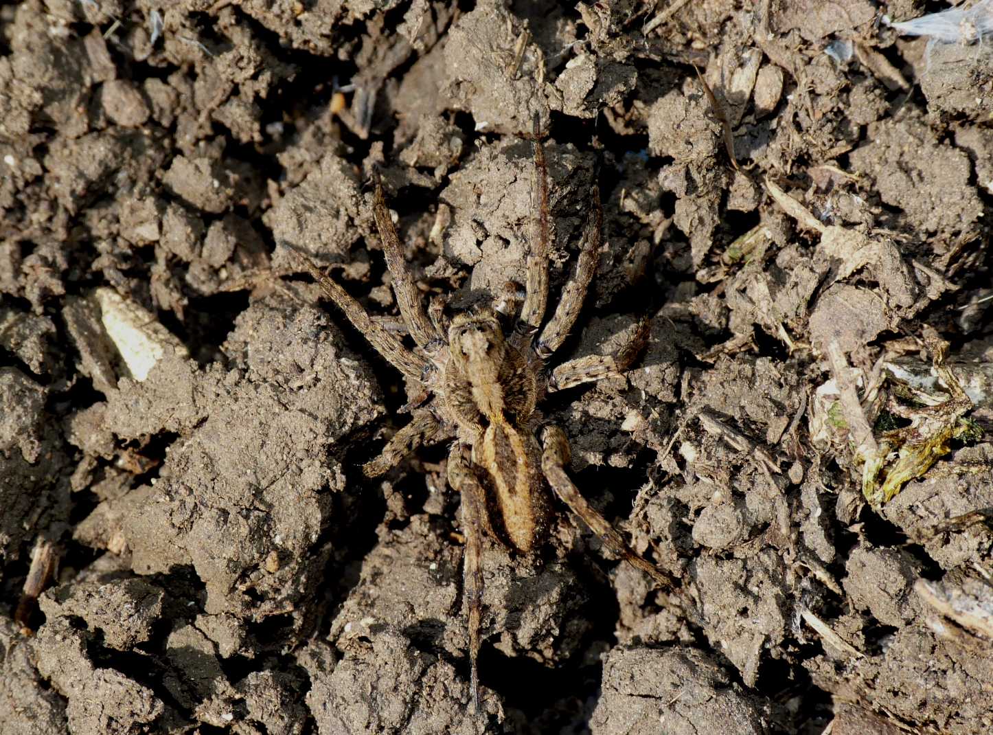 Alopecosa albofasciata maschio e femmina - Tolfa (RM)